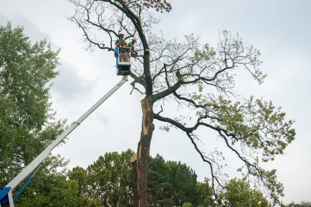 Best Commercial Tree Removal  in , AL