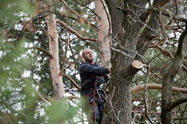 Best Arborist Consultation Services  in , AL